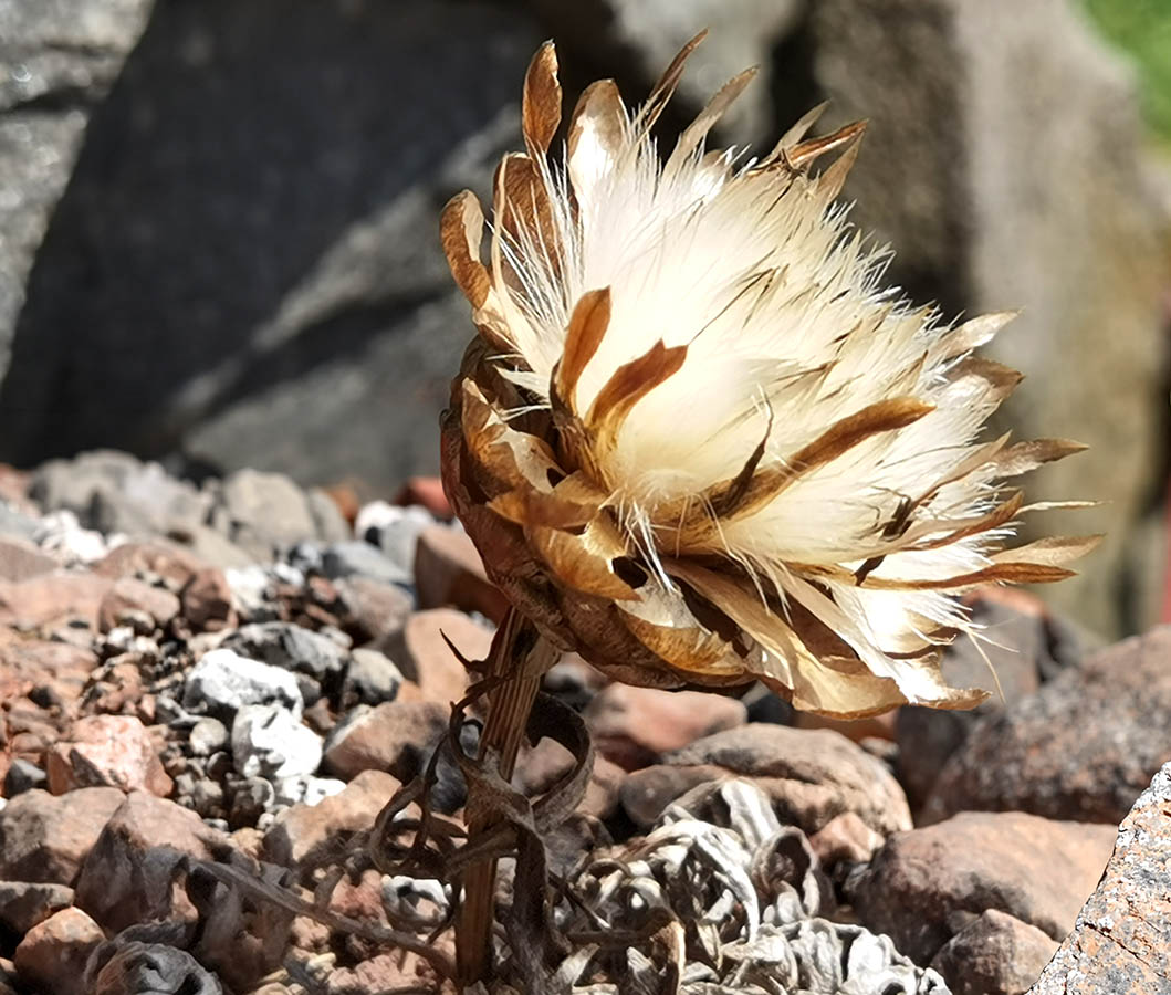 Rhaponticum coniferum -DA- photo